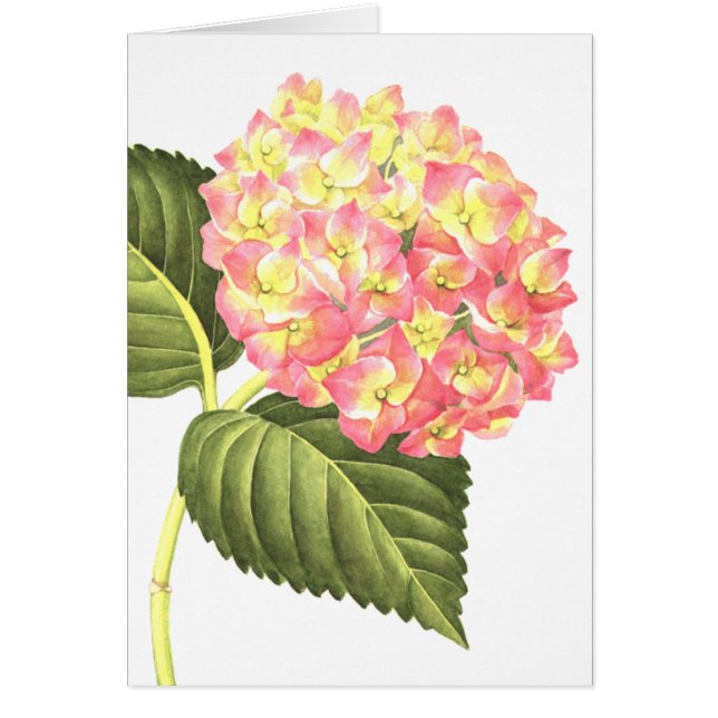 Roze hydrangea (Voorkant)