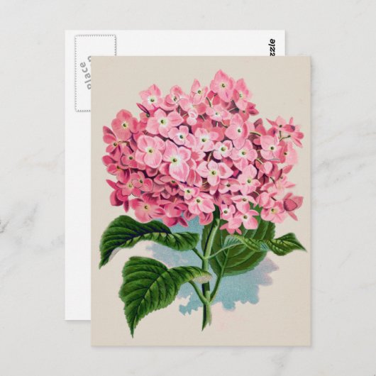 Roze Hydrangea Bloem Briefkaart (Voorkant / Achterkant)