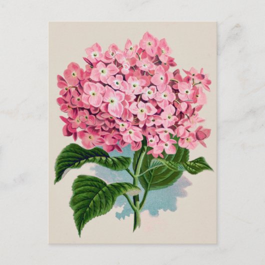  Roze Hydrangea Bloem Briefkaart (Voorkant)