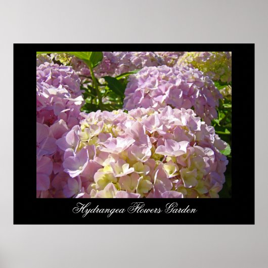 Roze Hydrangea Bloemen kunstprint Botanisch Poster (Voorkant)