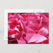 Roze hydrangea briefkaart (Voorkant / Achterkant)