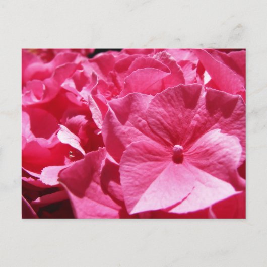 Roze hydrangea briefkaart (Voorkant)