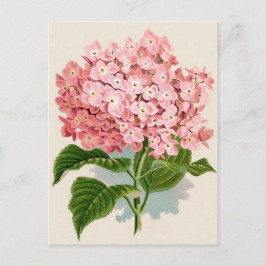 Roze Hydrangea Briefkaart (Voorkant)