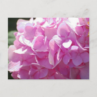 Roze hydrangea briefkaart