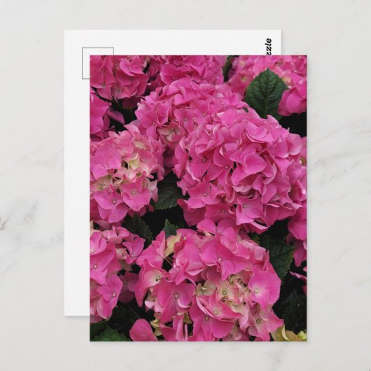 Roze hydrangea briefkaart (Voorkant / Achterkant)