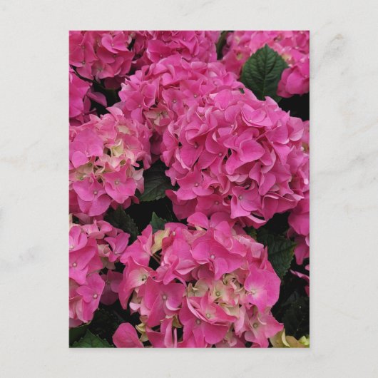 Roze hydrangea briefkaart (Voorkant)