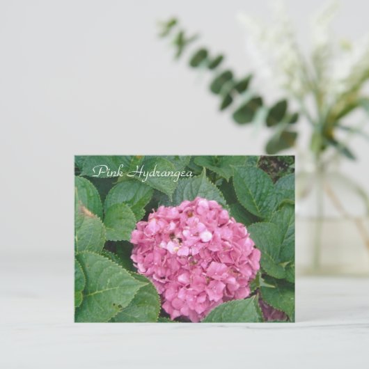 Roze hydrangea briefkaart (Staand voorkant)
