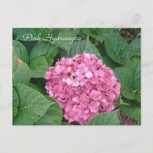 Roze hydrangea briefkaart (Voorkant)