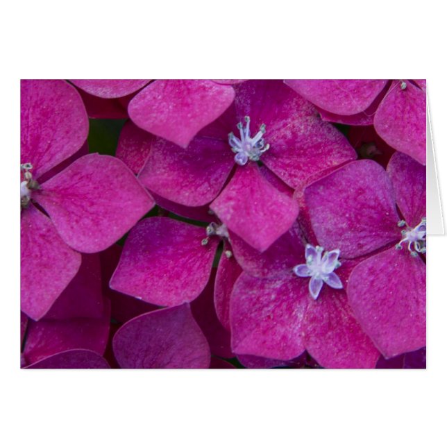 Roze hydrangea Flowers (Voorkant Horizontaal)