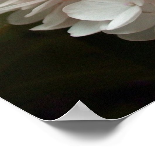 Roze hydrangea Flowers Poster (Hoek)