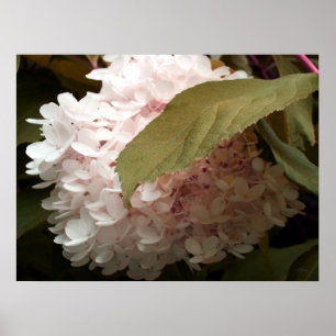 Roze hydrangea Flowers Poster