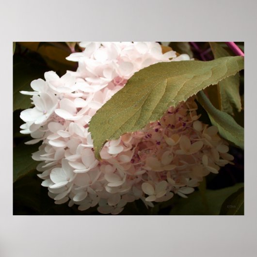Roze hydrangea Flowers Poster (Voorkant)