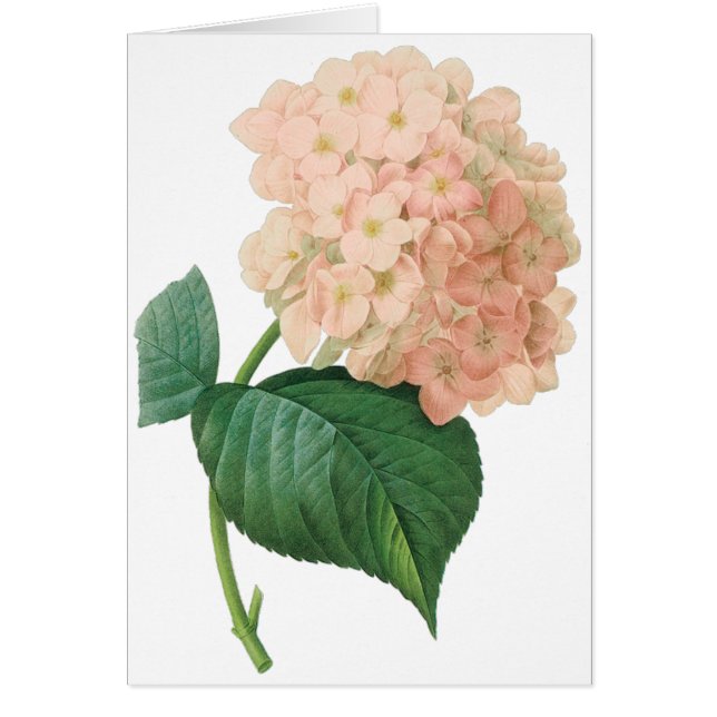  Roze hydrangea Hortensia Bloem door Redoute (Voorkant)