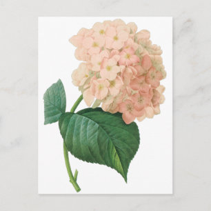  Roze hydrangea Hortensia Bloem door Redoute Briefkaart