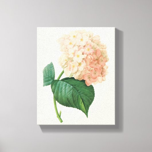  Roze hydrangea Hortensia Bloem door Redoute Canvas Afdruk (Voorkant)