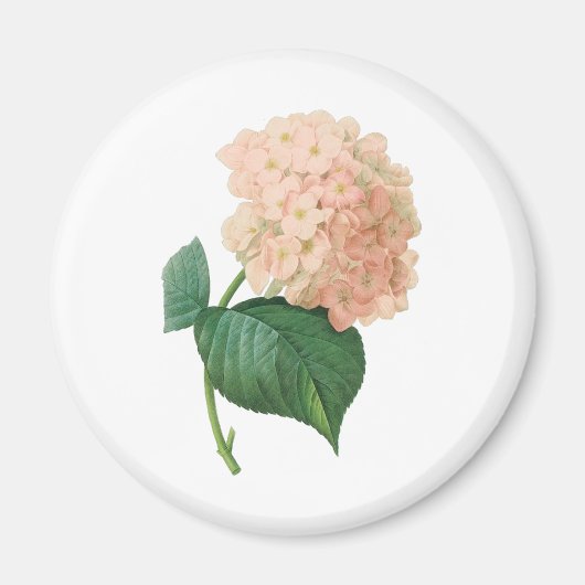 Roze hydrangea Hortensia Bloem door Redoute Magneet (Voorkant)