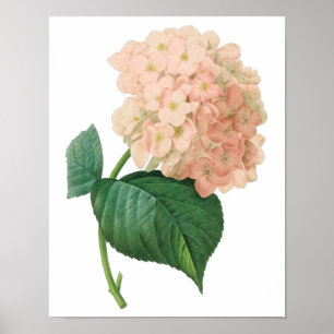  Roze hydrangea Hortensia Bloem door Redoute Poster