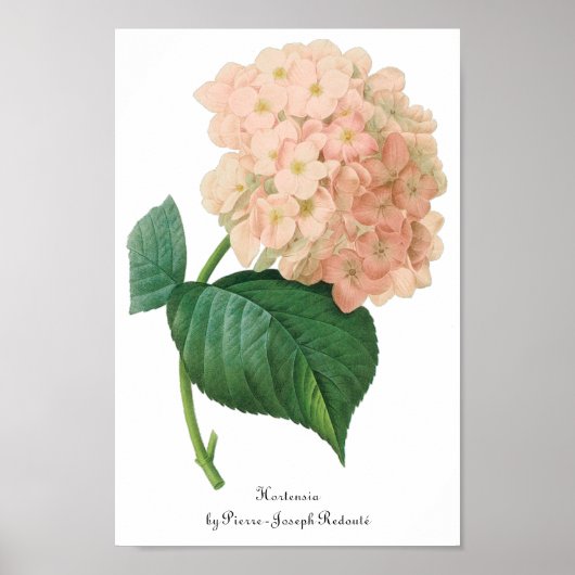  Roze hydrangea Hortensia Bloem door Redoute Poster (Voorkant)