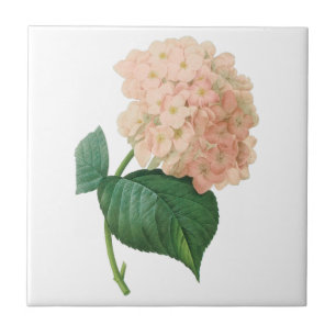 Roze hydrangea Hortensia Bloem door Redoute Tegeltje