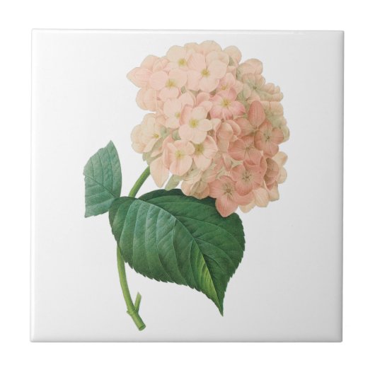 Roze hydrangea Hortensia Bloem door Redoute Tegeltje (Voorkant)