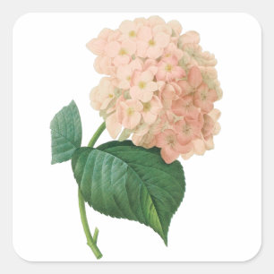 Roze hydrangea Hortensia Bloem door Redoute Vierkante Sticker