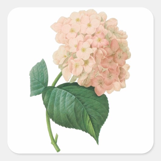  Roze hydrangea Hortensia Bloem door Redoute Vierkante Sticker (Voorkant)