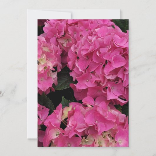 Roze hydrangea kaart (Voorkant)