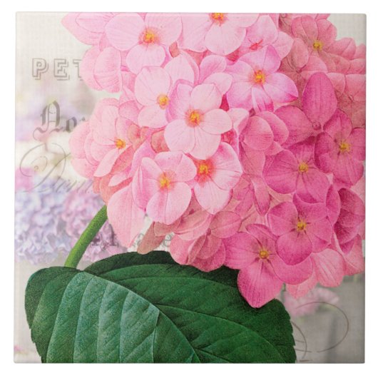 Roze hydrangea keramische tegel tegeltje (Voorkant)