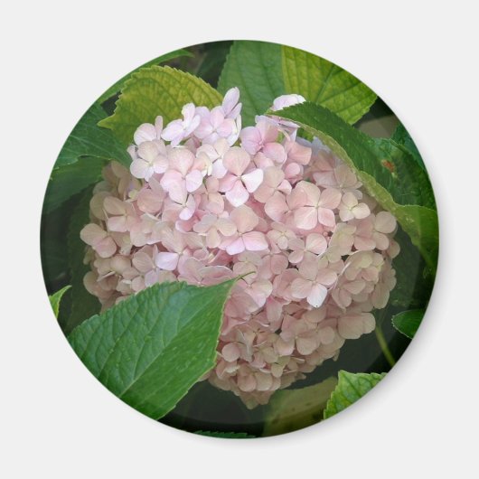 Roze hydrangea magneet (Voorkant)