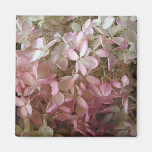 roze Hydrangea Magnet (Voorkant)