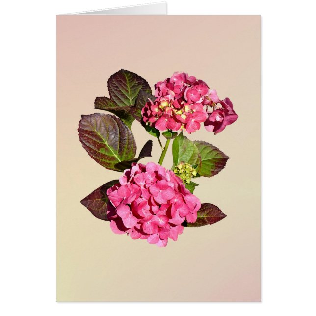 Roze hydrangea met bladeren (Voorkant)