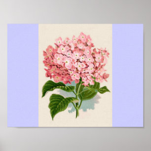  Roze Hydrangea Poster