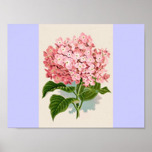 Roze Hydrangea Poster (Voorkant)