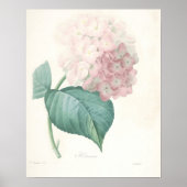 Roze hydrangea poster (Voorkant)