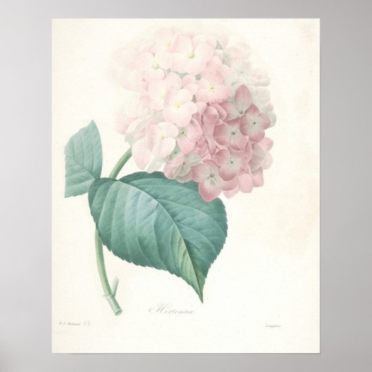 Roze hydrangea poster (Voorkant)