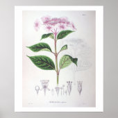 Roze hydrangea Poster voor botanische tekening (Voorkant)