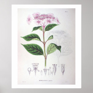 Roze hydrangea Poster voor botanische tekening