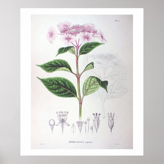 Roze hydrangea Poster voor botanische tekening (Voorkant)