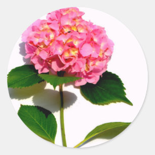 Roze hydrangea roze bloem roze florale bloem ronde sticker