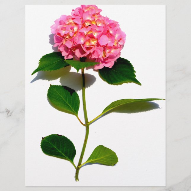 Roze hydrangea roze florroze bloem (Voorkant)