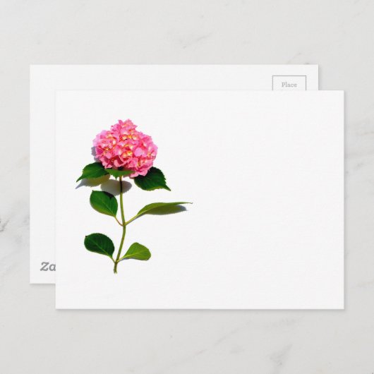 Roze hydrangea roze florroze bloem briefkaart (Voorkant / Achterkant)