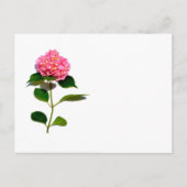 Roze hydrangea roze florroze bloem briefkaart (Voorkant)