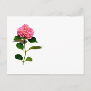 Roze hydrangea roze florroze bloem briefkaart