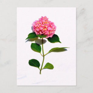 Roze hydrangea roze florroze bloem briefkaart
