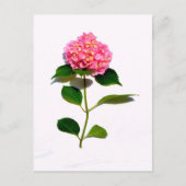 Roze hydrangea roze florroze bloem briefkaart (Voorkant)