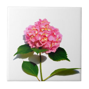 Roze hydrangea roze florroze bloem tegeltje
