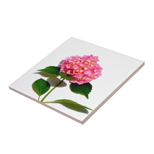 Roze hydrangea roze florroze bloem tegeltje (Zijkant)