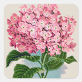 Roze Hydrangea  Sticker (Voorkant)
