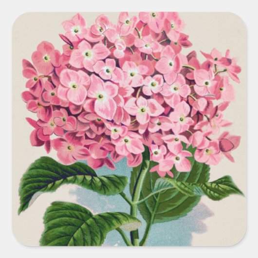 Roze Hydrangea Sticker (Voorkant)