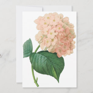 -roze hydrangea-ventilator, roodoute uitnodiging
